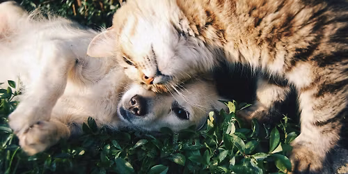Local Pet-sitter Meetup
