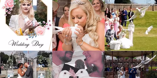 Christmas morning dove release 