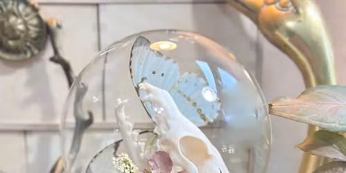 Oddities and Curiosities sip and shop  