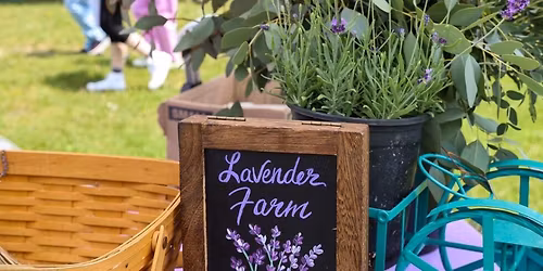 Michigan Lavender Festival