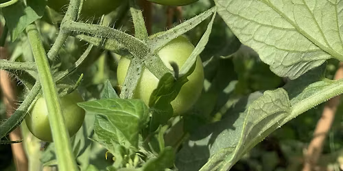 Sustainable Urban Food Growing