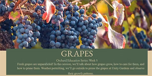 Grapes: Orchard Education Series