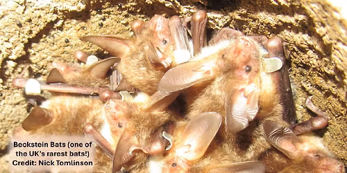 Sounds of the Sky: From Bats to Bugs