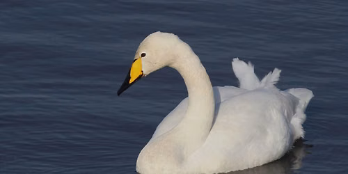 Search for the Whooper Swan