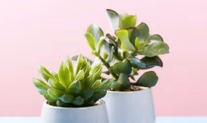 Spring 2026 Plant & Cuttings Swap at Whitman Library