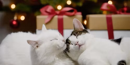 \u041f\u043b\u0435\u0434\u043a\u043e\u043b\u0435\u0434\u0435\u043d \u0431\u043b\u0430\u0433\u043e\u0442\u0432\u043e\u0440\u0438\u0442\u0435\u043b\u0435\u043d \u0431\u0430\u0437\u0430\u0440 \u0432 \u043f\u043e\u043b\u0437\u0430 \u043d\u0430 \u0431\u0435\u0437\u0434\u043e\u043c\u043d\u0438\u0442\u0435 \u043a\u043e\u0442\u0430\u0446\u0438