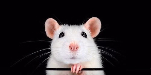 Happy Ratters Trial: Regular Classes and Games