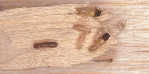 PMU Termite Foundations, Feb 4-6, 2026 IN-PERSON