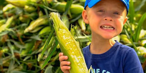 Farmers Market - Corn Festival