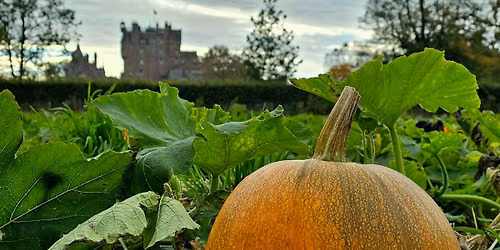 Pumpkin Patch Fun \ud83c\udf83