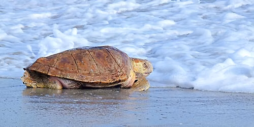 Nesting Turtles presented by Clearwater Marine Aquarium ***SEE DETAILS FOR IMPORTANT INFO***