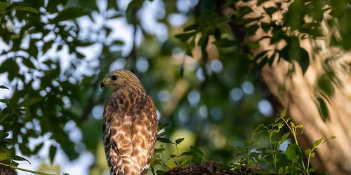 JW Dunlop Sports Center Park Bird Walk