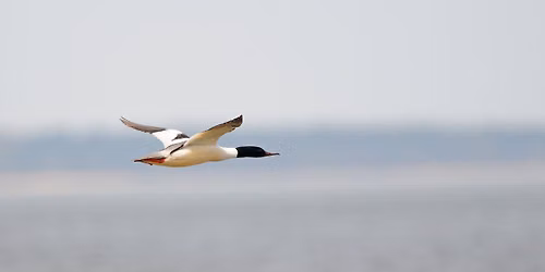 Vogeltrekwandeling in het Molsbroek