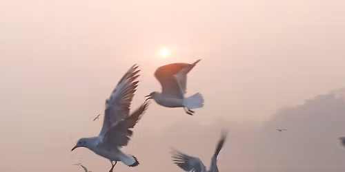 Birding (Migratory Birds in Delhi)