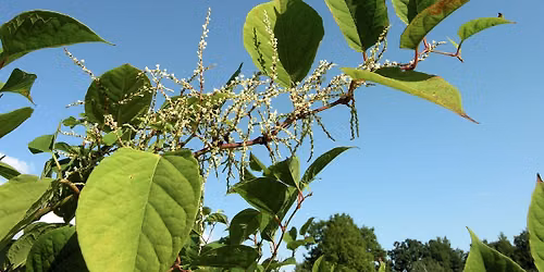 A Holistic Approach to Lyme Disease