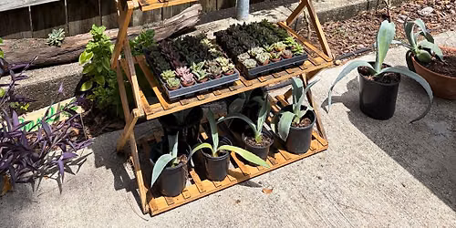 Fall Pop Up Plant Sale 