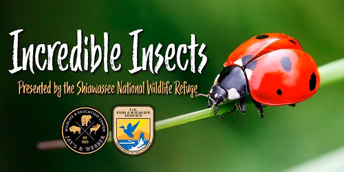 Incredible Insects