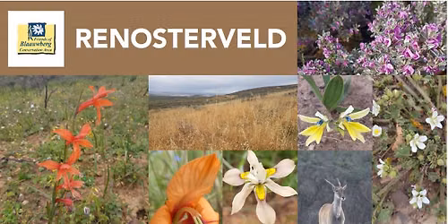Botanical walk on Renosterveld trail of Blaauwberg Reserve