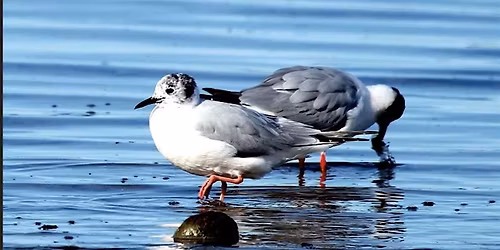 Birding at Semiahmoo Spit