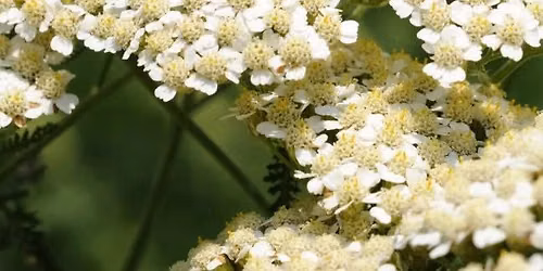 Twenty Native Plants for Food, Medicine, and More