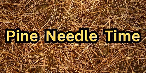 Pine Needle Sale