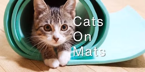 Cats on Mats Kitten Yoga at Om Shanti