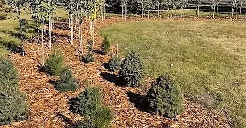 Mahogany Community Volunteer Tree Planting Event