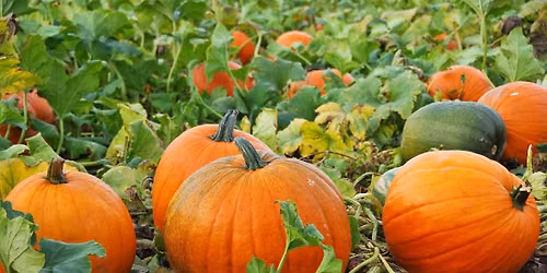 WonderKids Weekend Edition: Pumpkins!
