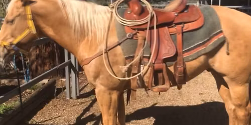 TARRAWINGEE TWILIGHT HORSE SALE 