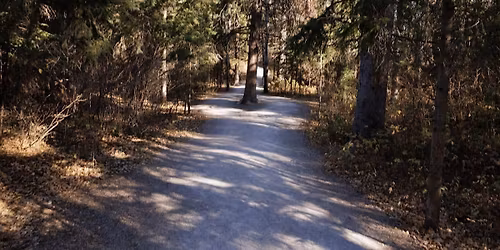 Forest Bathing Walk (ANFT Certified)