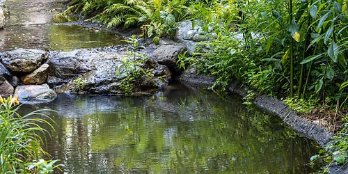 Deep Dive With Aquatic Plants