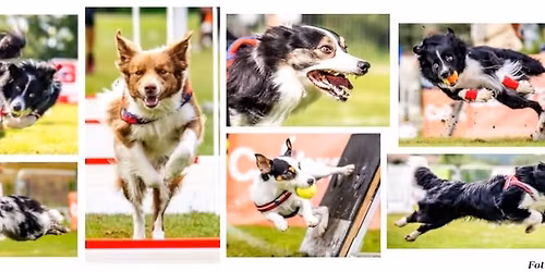 Flyballov\u00fd semin\u00e1\u0159 s Davem Marisem