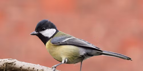 Dawn Chorus Walk and Breakfast 