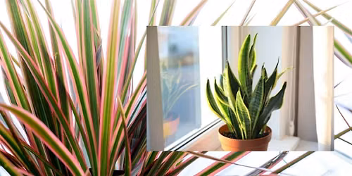 Flower Show Horticulture Class: Dracaena presented by Bessie Morris