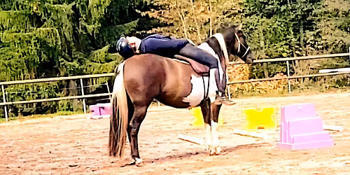 Stage poulains \/ jeunes chevaux - de l'Education \u00e0 l'Equitation 