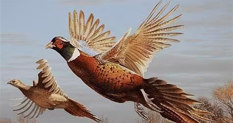 Pheasant\u2019s Forever 2025 banquet