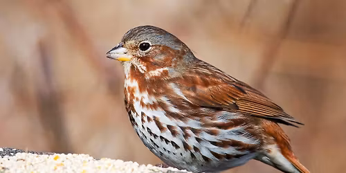 Field Trip: Stamm Field