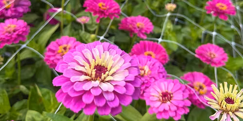 Pick-Your-Own Flowers at Spotted Dog Flower Farm