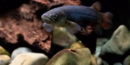 Love Your Awa - Stream Workshop at Oakley Creek (Te Auaunga)