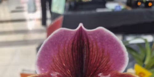 Bankstown Orchid Society Autumn Show