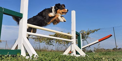 Canine Obstacle Course