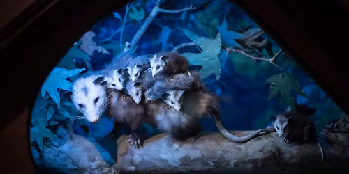 Howls & Owls: The Case of the Missing Morsels