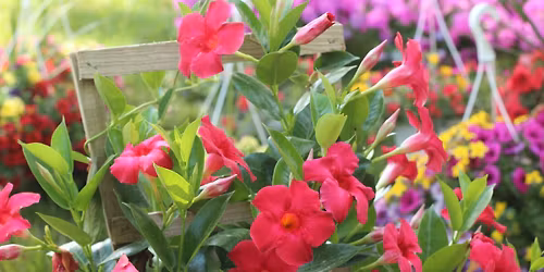 CalvertHealth Farmers Market