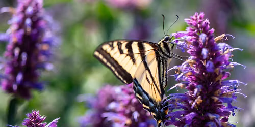 Botanical Garden Tour at Point Defiance Zoo & Aquarium