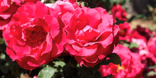 Stockton Rose Garden Tour