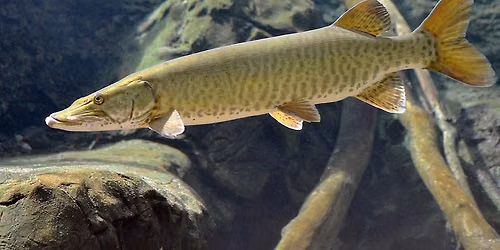 First Muskie Outing of the Season