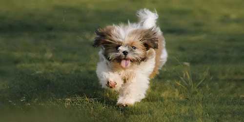 Shih Tzu Meet Up Party