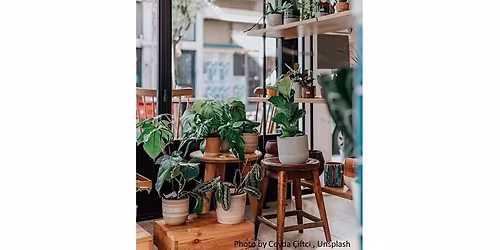TH Indoor Plants & Wellness