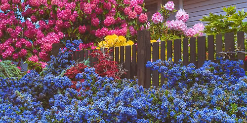 Landscaping with Flowers