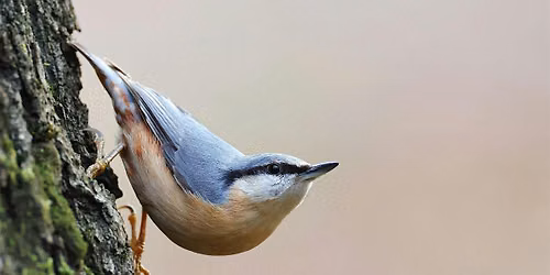 Queer Birders Club September: Stimpson Nature Reserve